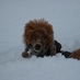 Severnaya Roza  Circus  Princess 
